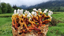Foragers Galley Mushroom Kits