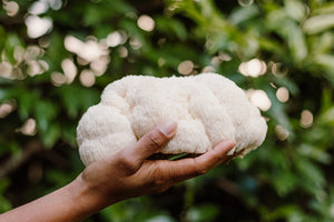 Foragers Galley Mushroom Kits